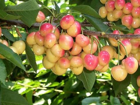 Cash On Delivery. . Wholesale fruit trees